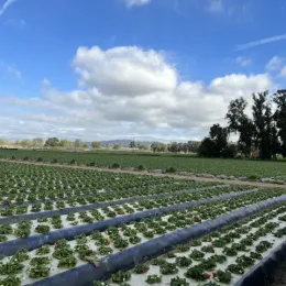 Rows of crops at Hansen Research and Extension Center.
