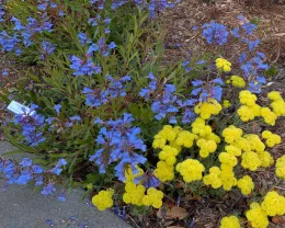 Penstemon and Buckwheat