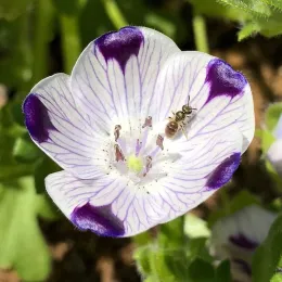 Five spot blossom with a native bee.