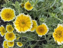 “Tidy Tips” planting in my home garden.