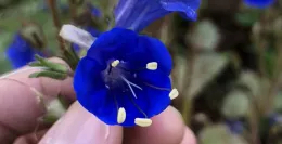 California bluebell.