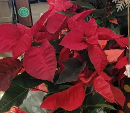 Up close of poinsettia