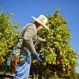 Person picking citrus at South Coast Research and Extension Center.