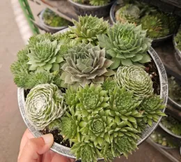 bowl of succulents