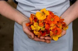 edible flowers