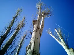 dead trees