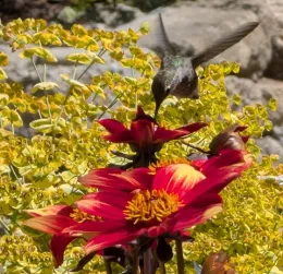 404-detection-repair-team