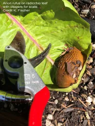 Slug on a leaf next to a pair of clippers (shown for size)