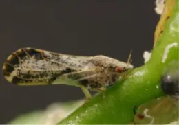Asian citrus psyllid