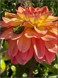 Peach and yellow dahlia with a small green frog resting in the petals