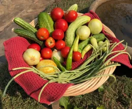 Garden Harvest, Jan White