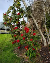 Red blooms on Rhododendrum