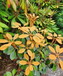Leaves changing color, Rhododendrum falconeri