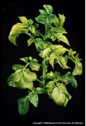 Magnesium deficiency in potatoes. Photo by Albert Ulrich.