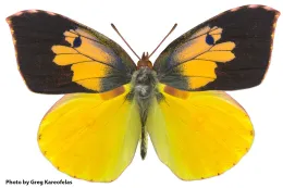 California dogface butterfly. (Photo by Greg Kareofelas)
