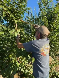 Master Gardener pruning an apricot tree in summer