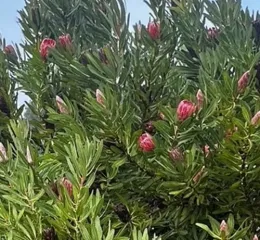 Growing proteas in the home garden in Sonoma County