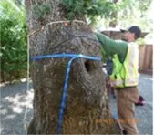 Using tomography to assess the health of a tree