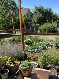 Photo of a kitchen garden with vegetables and herbs.