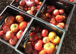 Fresh_Food_Donations_350by250_card