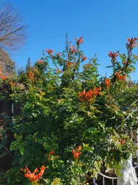 Orange cape honeysuckle bramble