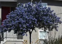 Pruning_Natives_350by250_card