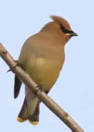 Cedar Waxwing on branch