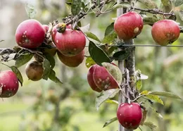 Espalier_350by250card