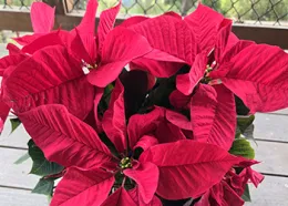 Poinsettia_350by250_card