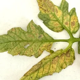 Yellowed tomato leaf with brown spots