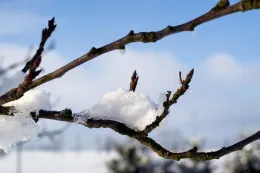 frost on a branch
