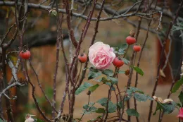 pink rose on stems