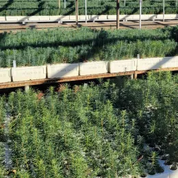Conifer seedlings in rows at CALFIRE LA Moran Nursery.