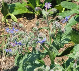 Purple borage flowers
