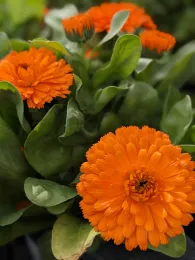 Orange Calendula flower with leaves behind