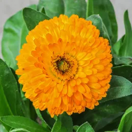 Bright orange multi-petal flower
