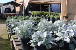 dusty miller at plant sale