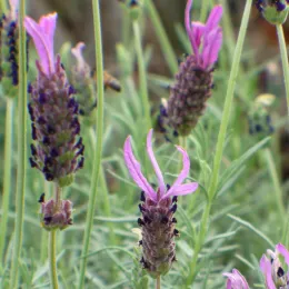 Lavender in bloom