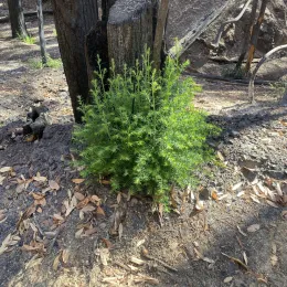 Sprouting hardwood next to a burned tree.