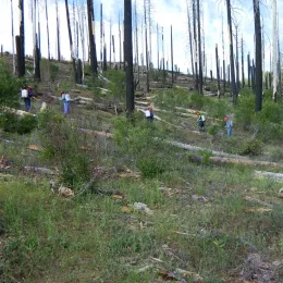 People walk among planted seedlings.