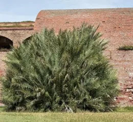 Gate palm next to the Fort on Garden Key, Dry Tortugas Island. © 2025 by Jane C. MacKnight.