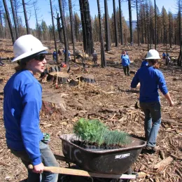 A group of people push a wheelbarrow full of conifer seedlings.