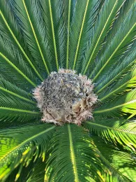 dried sago palm cone