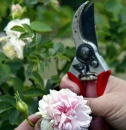 Winter post holiday garden cleanup tips Sonoma County