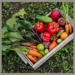 A tray with an assortment of freshly picked garden vegetables.