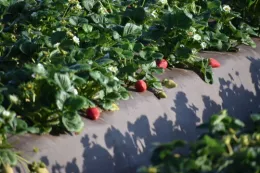 Strawberry Field Bed