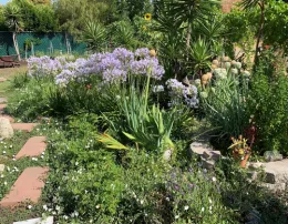 A lush section of the Discovery House garden with paving stones and green plants and lilac–colored flowers.