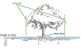 A diagram of a tree with roots, root–flare and dripline.