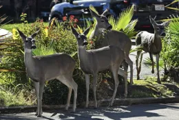 A small herd of deer stop to graze in a shopping center on Botehlo Drive in Walnut Creek, Calif., on Monday, Oct. 24, 2022
