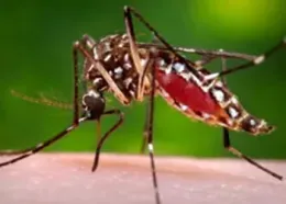 Aedes aegypti mosquito